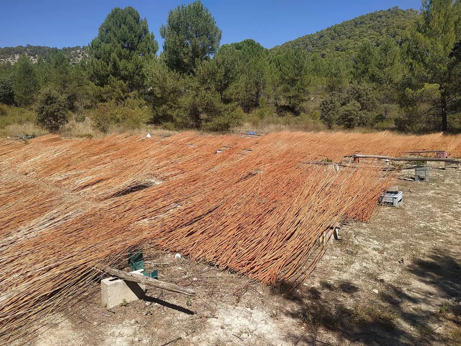 Varas de mimbre extendidas en un campo de Cañamares