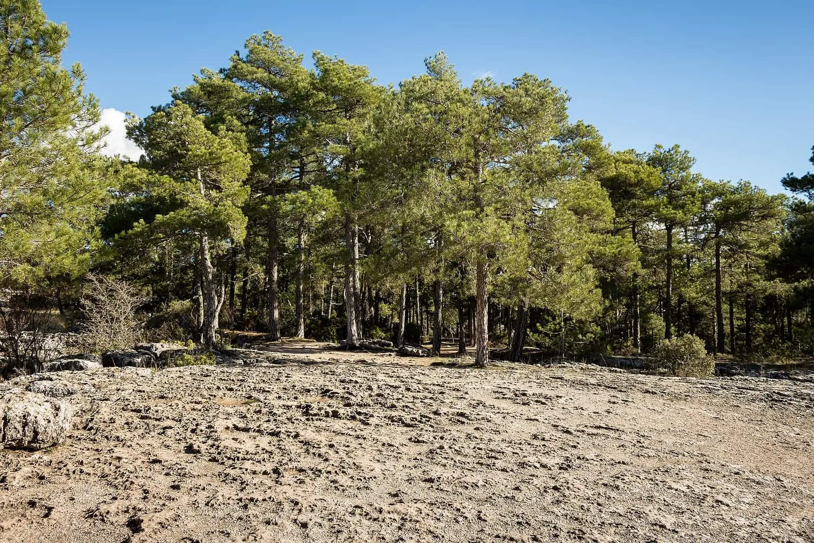 Lajas de roca y pinos en el mar de piedras de la Ciudad Encantada