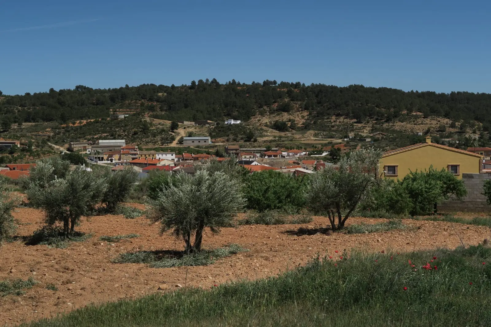 Casas y olivos de La Pesquera