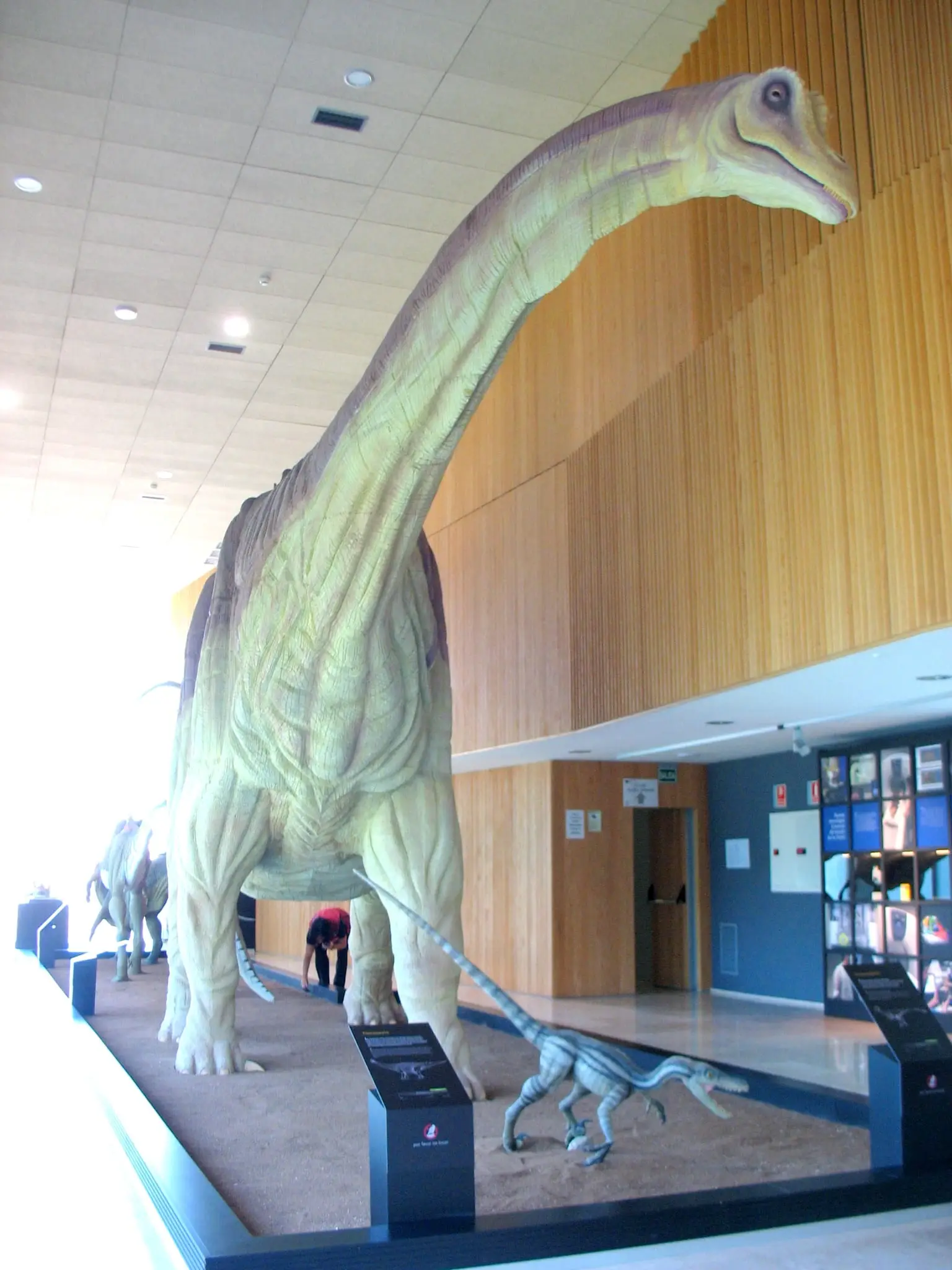 Modelo de Lohuecotitan en el Museo de Paleontología de Cuenca