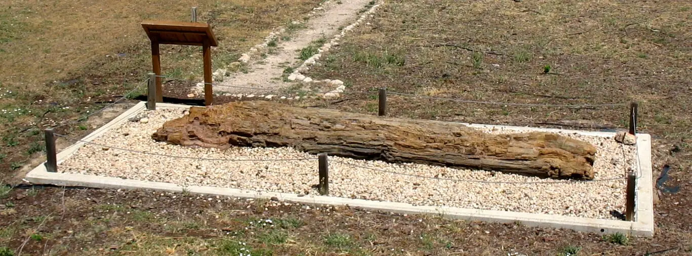 Tronco fósil de Dadoxylon expuesto al aire libre en el MUPA