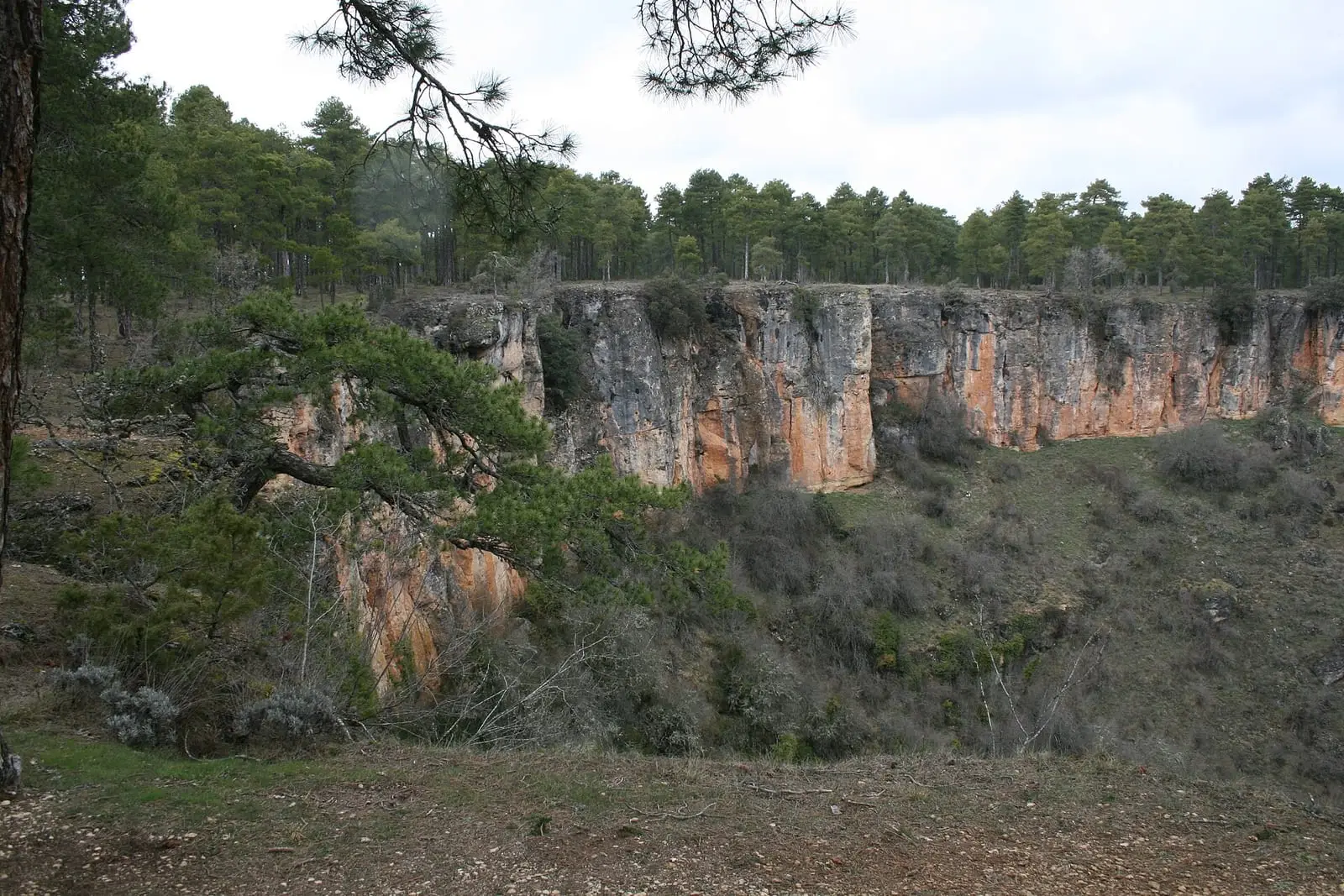 Paredes de caliza de una torca bajo el pinar