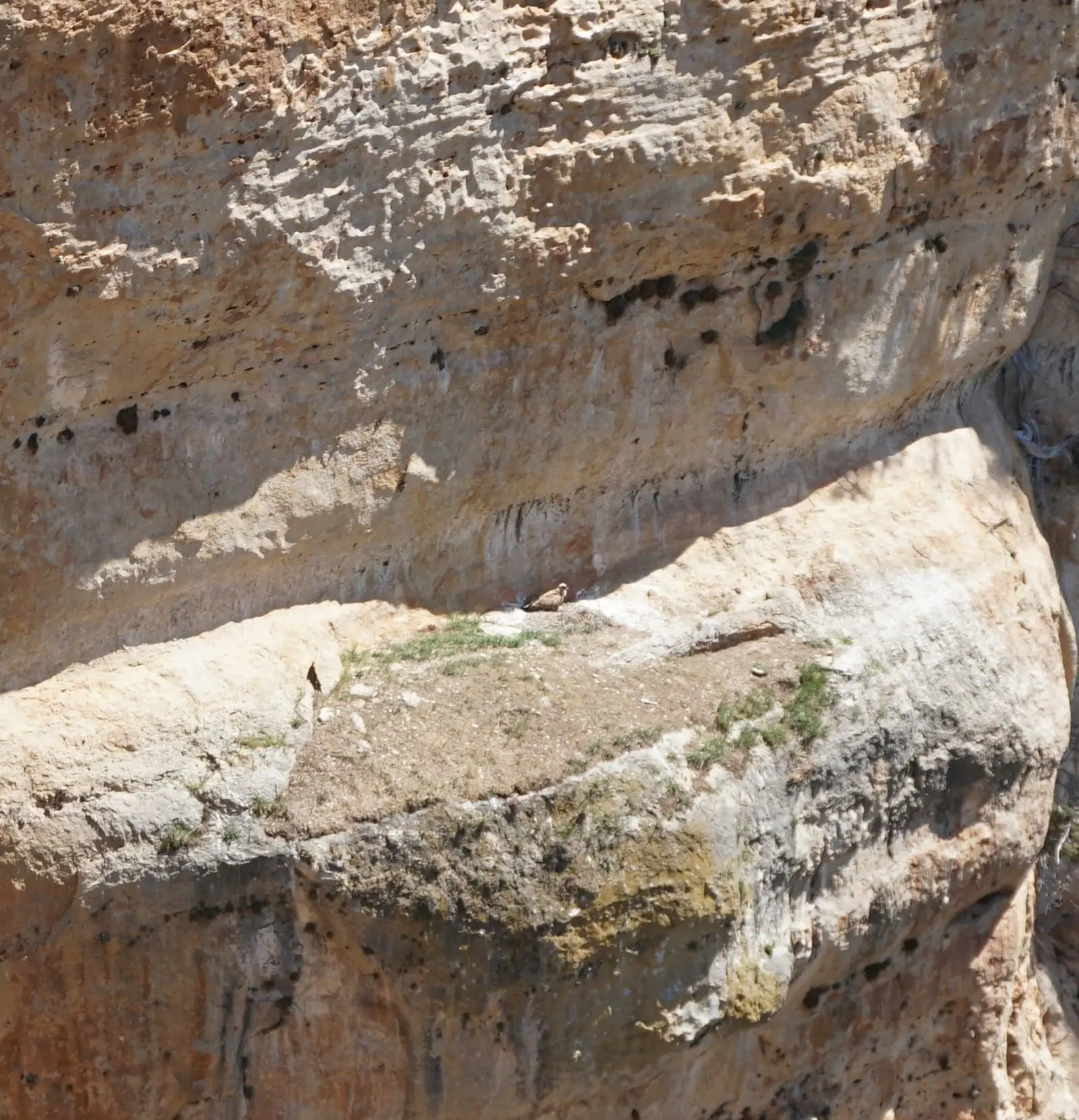 Buitre posado en una pared de roca en el recorrido del Escalerón a La Raya