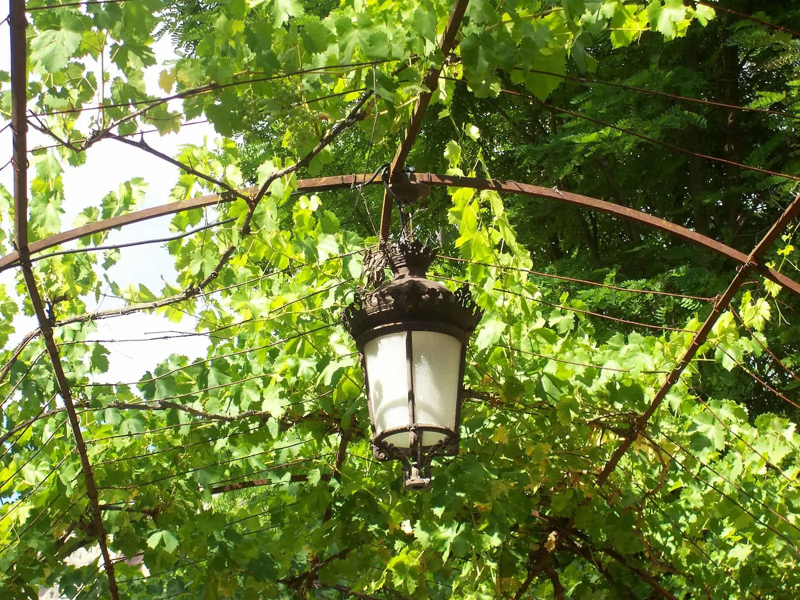 Lámpara bajo un emparrado en los jardines de Solán de Cabras