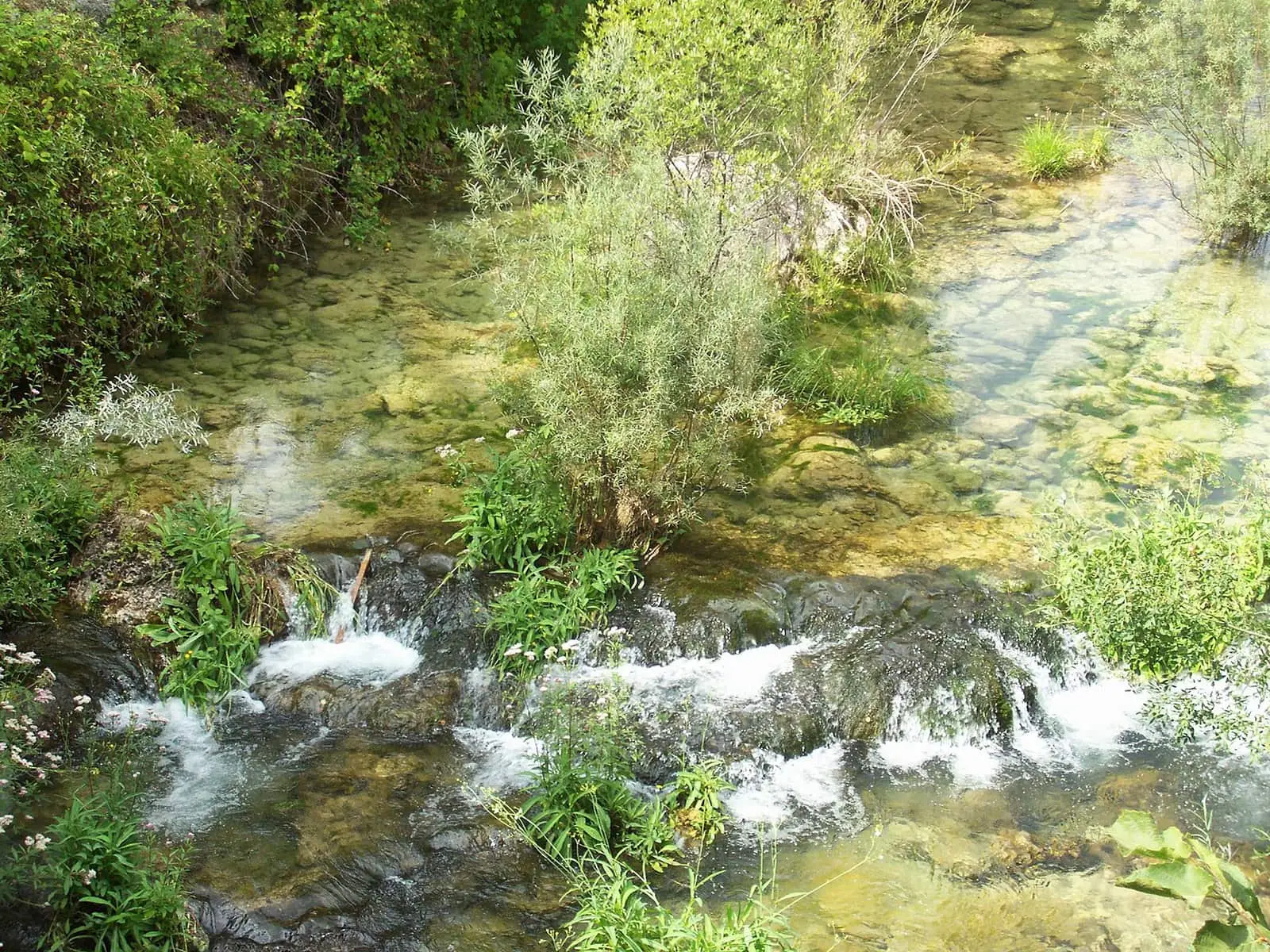 Arroyo de agua clara entre vegetación de ribera